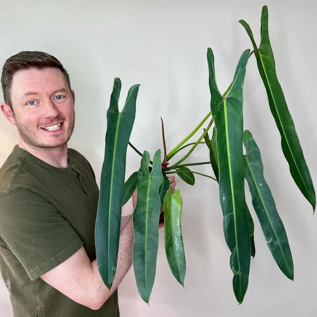 9 Rarest Philodendrons In The World And They re Absolutely Stunning 