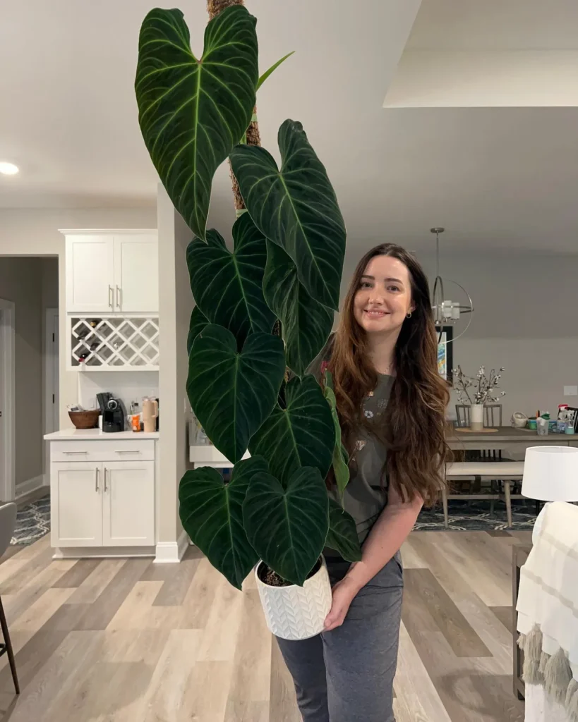 How to Grow a Philodendron – Learn to Grow this Indoor Beauty 9