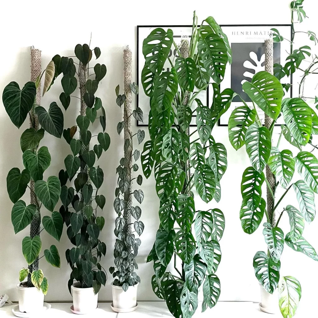 Philodendron vs Pothos: Differences of Two Amazing Houseplants 2