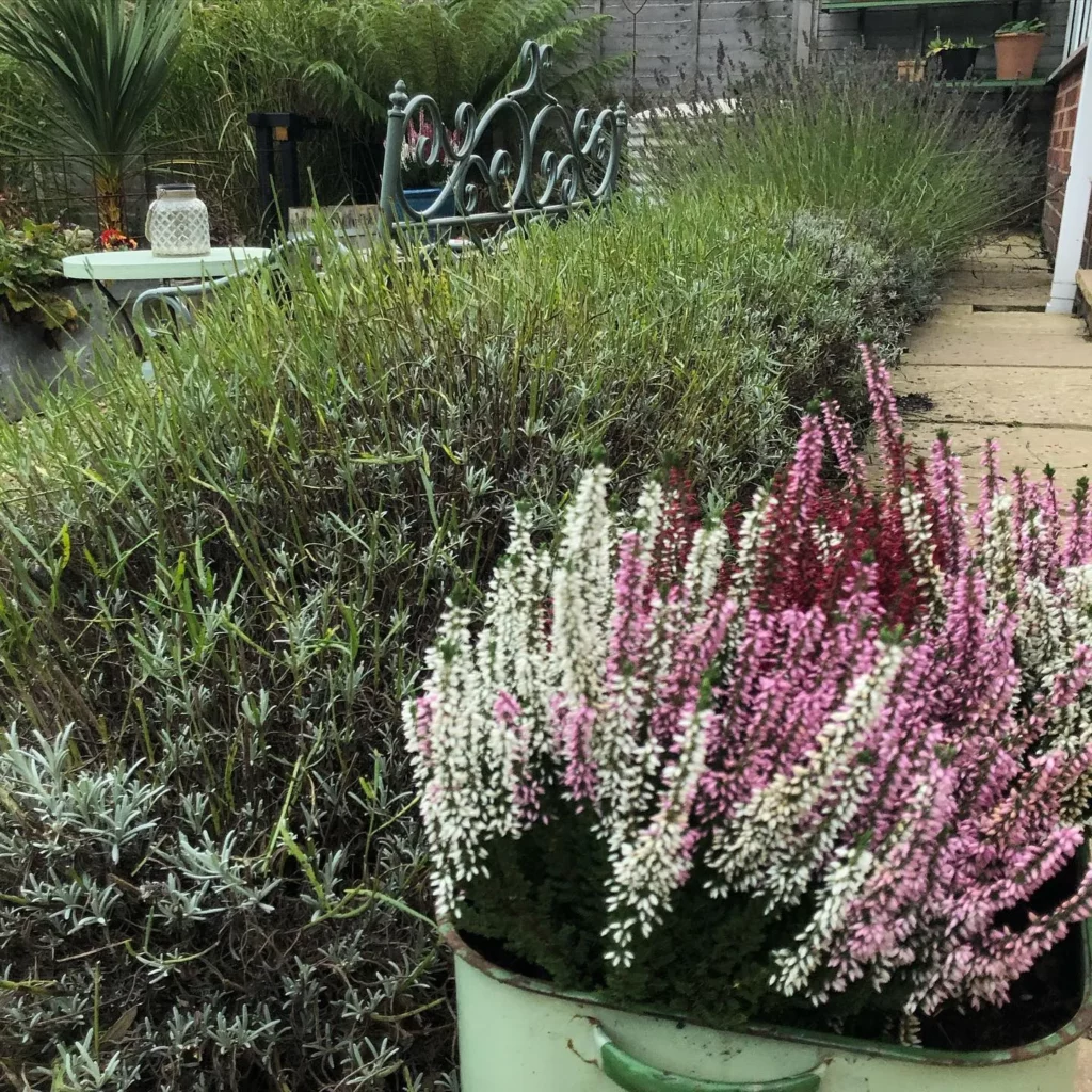 How to Plant a Lavender Hedge (& 12 Reasons Why You Should) 5