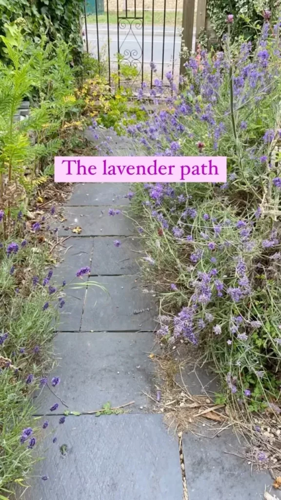 How to Plant a Lavender Hedge (& 12 Reasons Why You Should) 8
