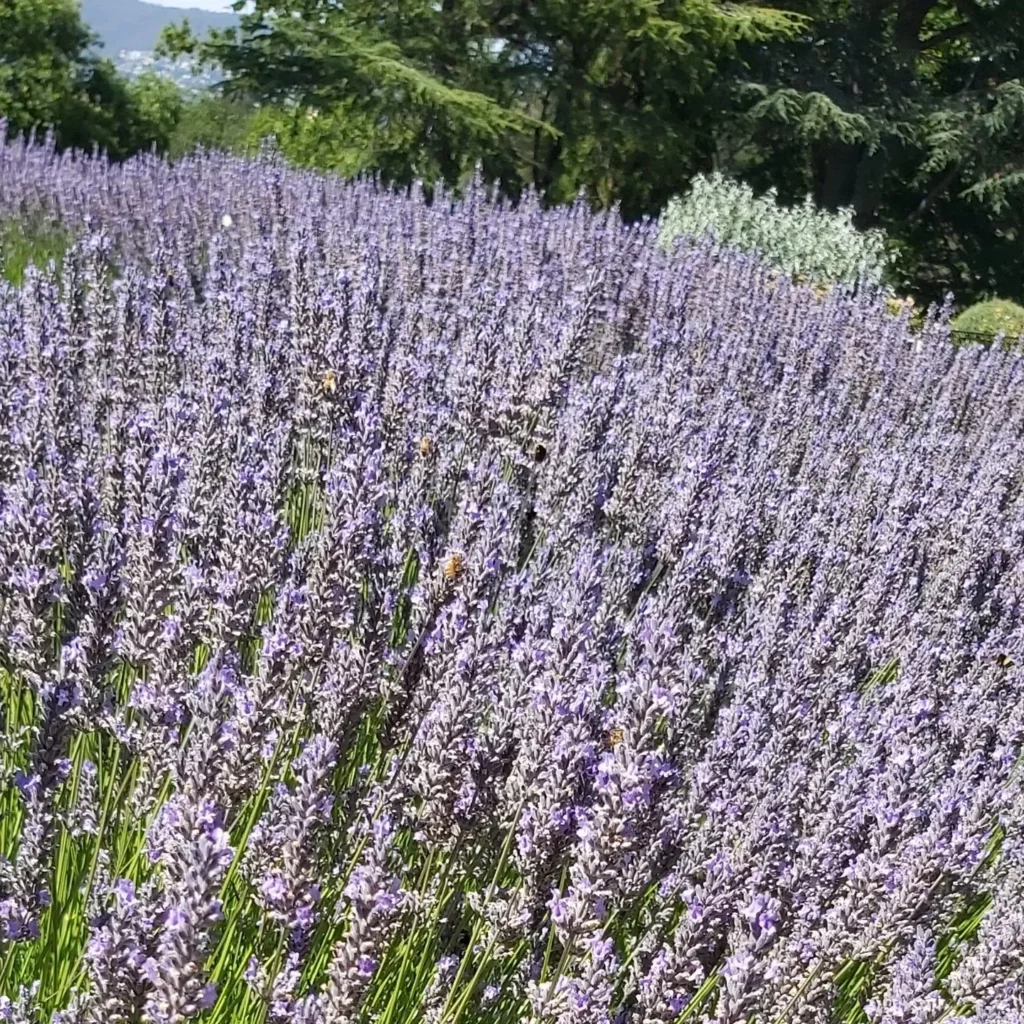 How to Plant a Lavender Hedge (& 12 Reasons Why You Should) 7