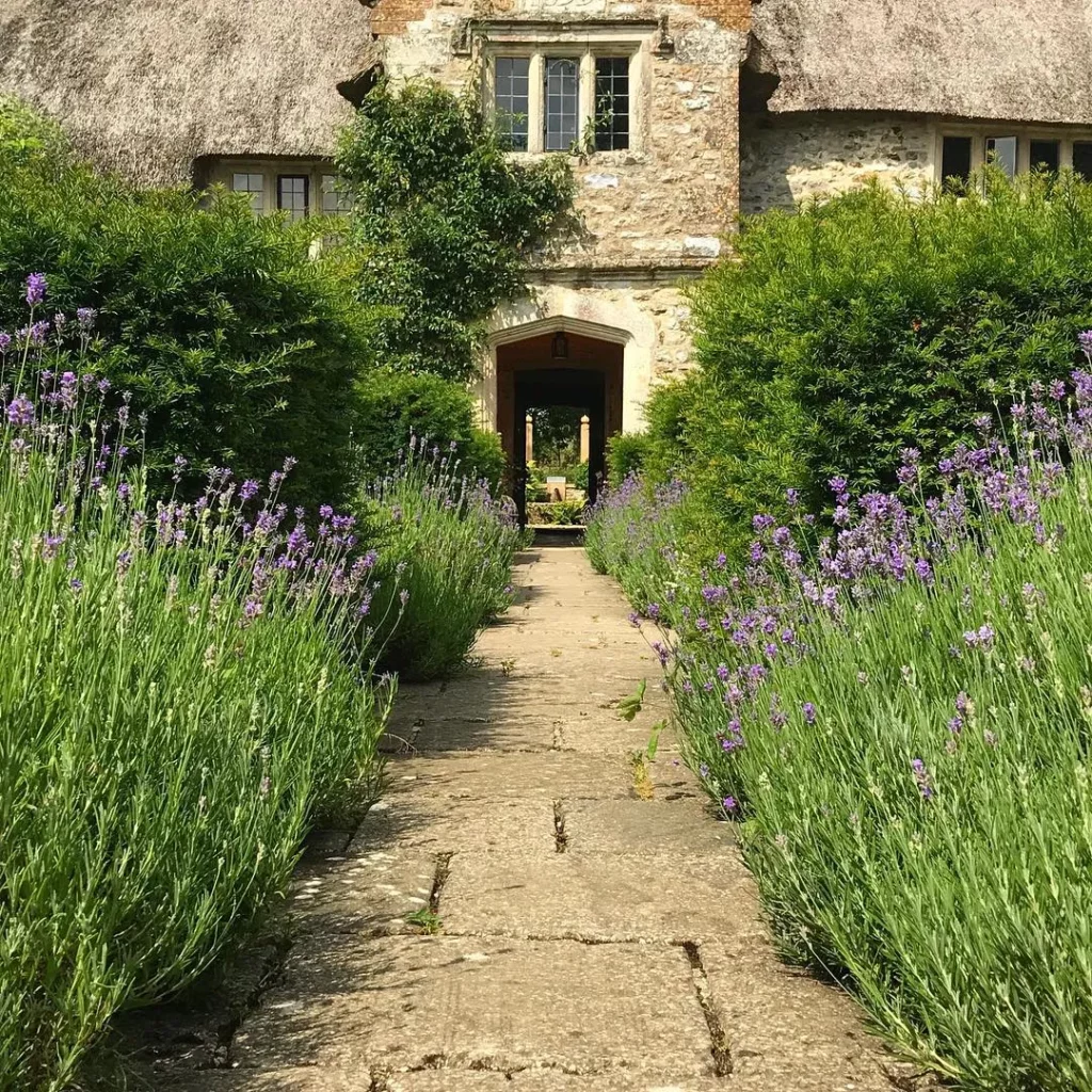 How to Plant a Lavender Hedge (& 12 Reasons Why You Should) 3