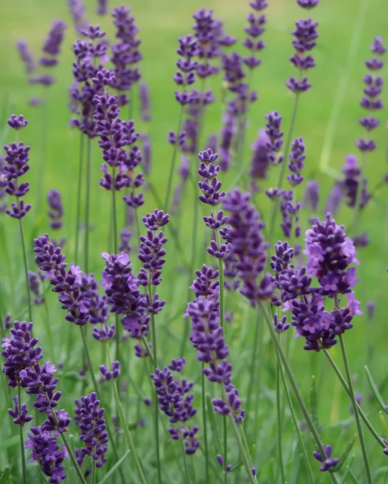 How to Plant a Lavender Hedge (& 12 Reasons Why You Should) 2