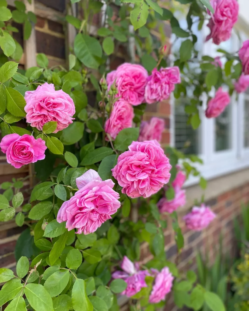 Pruning Roses In Late Winter – 7 Steps for Healthier Plants & More Blossoms