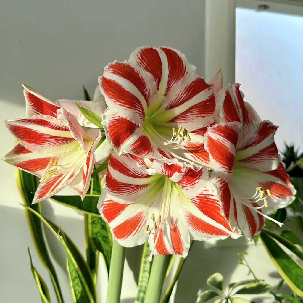 How to Save Your Amaryllis Bulb To Bloom Again Next Year 10