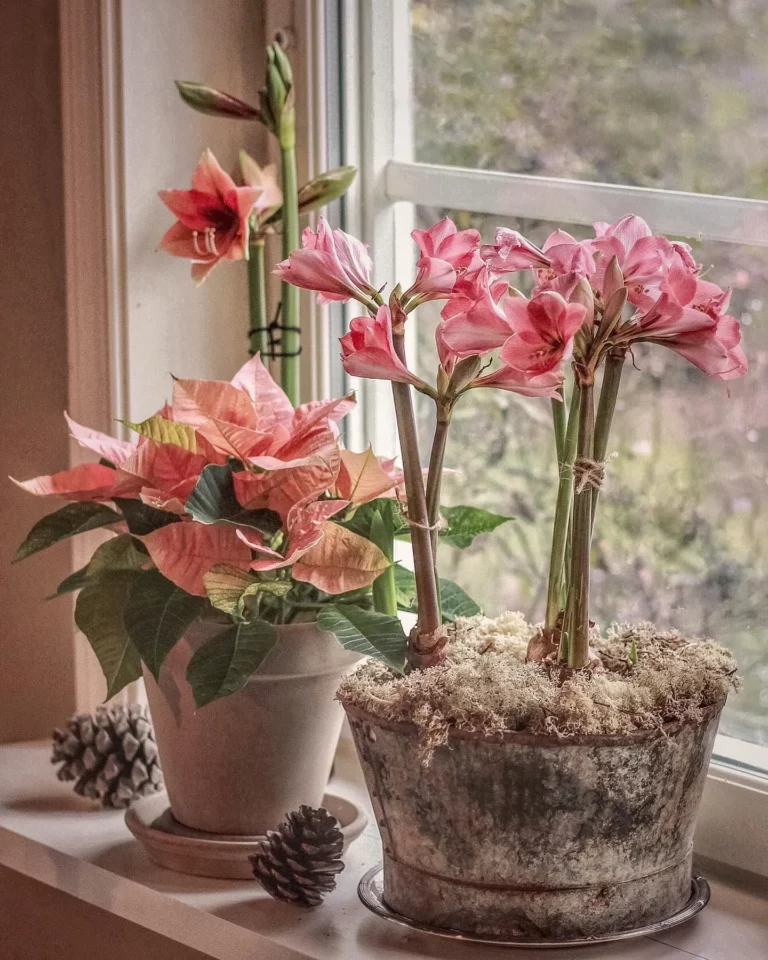 How to Save Your Amaryllis Bulb To Bloom Again Next Year 7