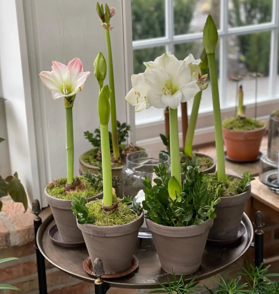 How to Save Your Amaryllis Bulb To Bloom Again Next Year 8