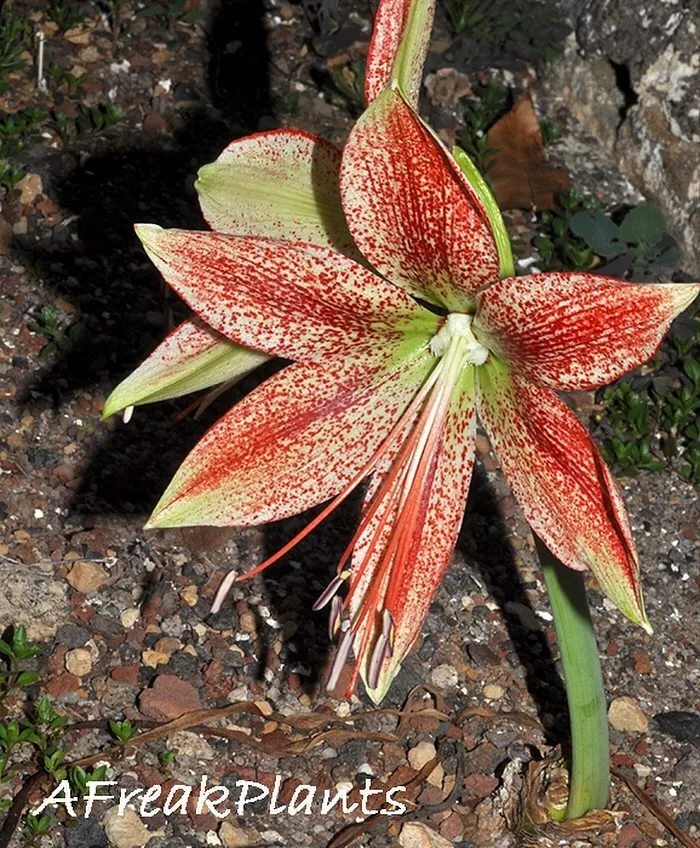 How to Save Your Amaryllis Bulb To Bloom Again Next Year 9