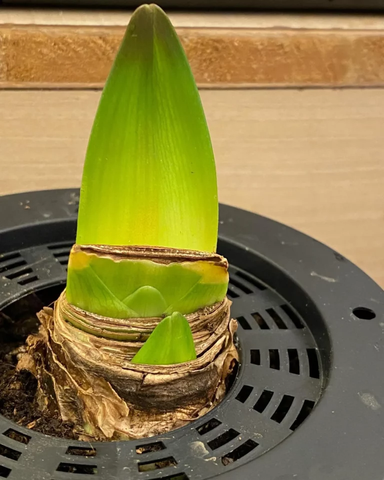 How to Save Your Amaryllis Bulb To Bloom Again Next Year 3