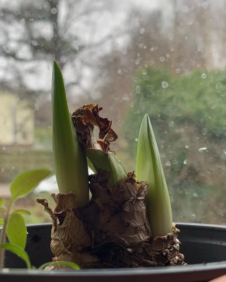 How to Save Your Amaryllis Bulb To Bloom Again Next Year 4