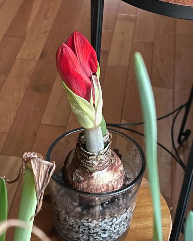 How to Save Your Amaryllis Bulb To Bloom Again Next Year 2