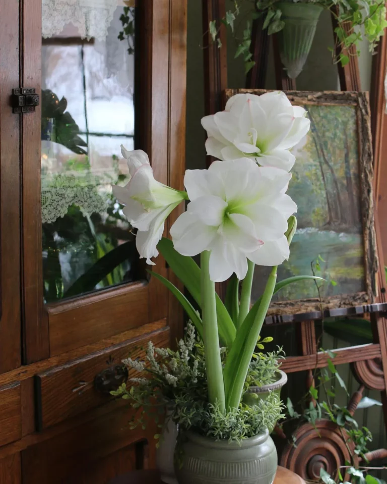 How to Save Your Amaryllis Bulb To Bloom Again Next Year 5