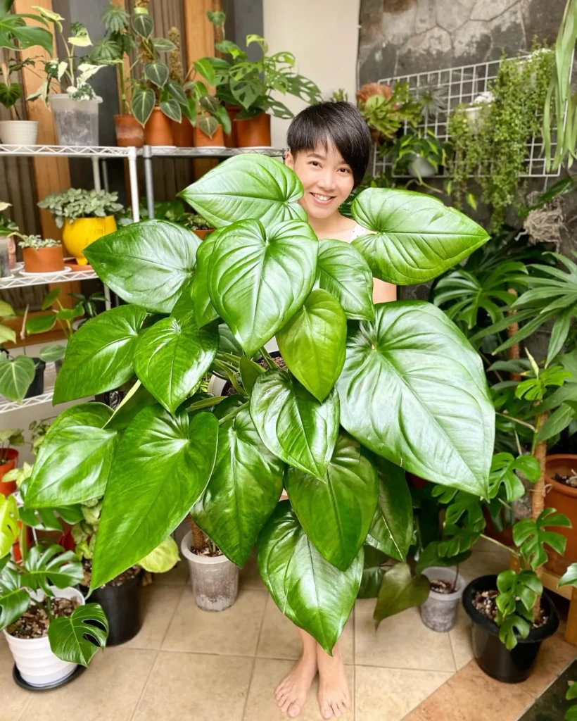Syngonium Care Techniques: Thrive with Your Leafy Friend 8