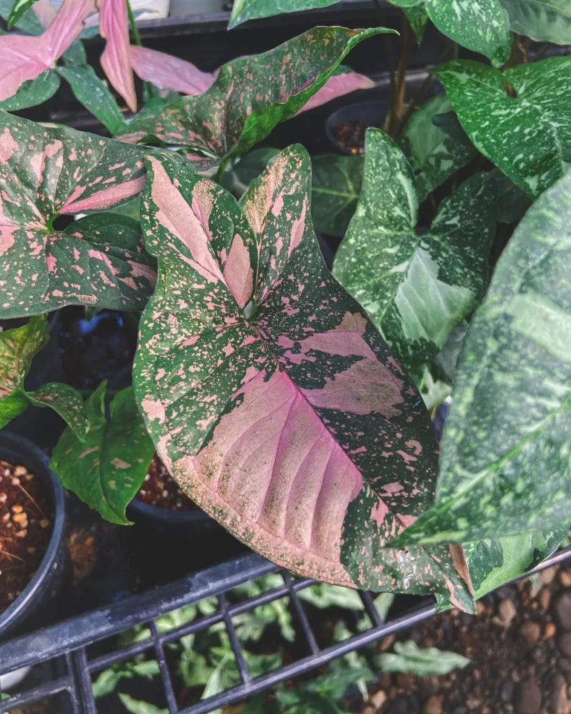 Syngonium Care Techniques: Thrive with Your Leafy Friend 6