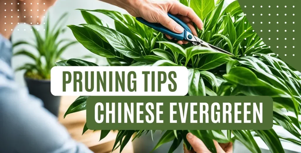 Chinese Evergreen Pruning Tips for Lush Growth 2