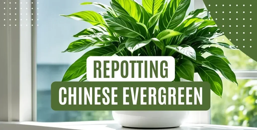 chinese-evergreen-repotting-guide-simple-steps-1024x576