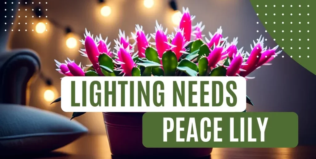 Christmas Cactus Lighting Needs – Expert Guide 2
