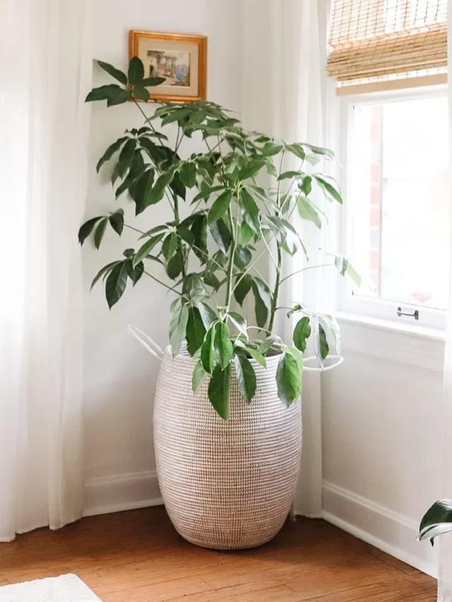 Worry-Free Plant Care: How to Keep Your Indoor Garden Alive on Vacation 3