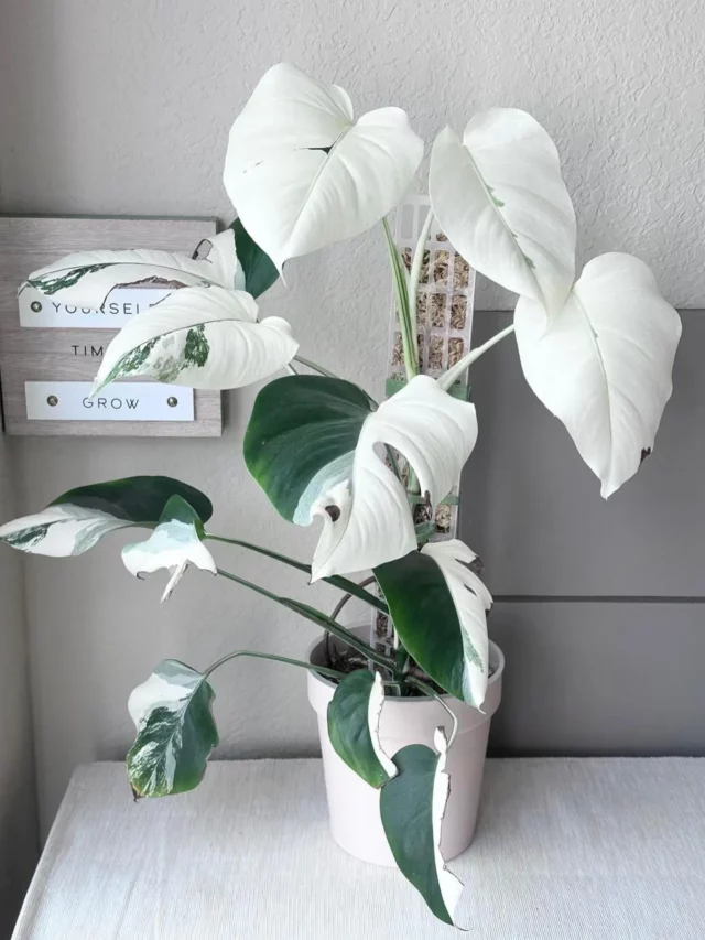White Princess Philodendron