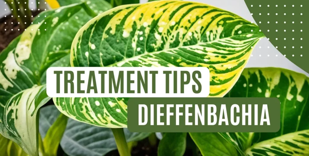 Dieffenbachia Pests and Diseases: Treatment Tips 2