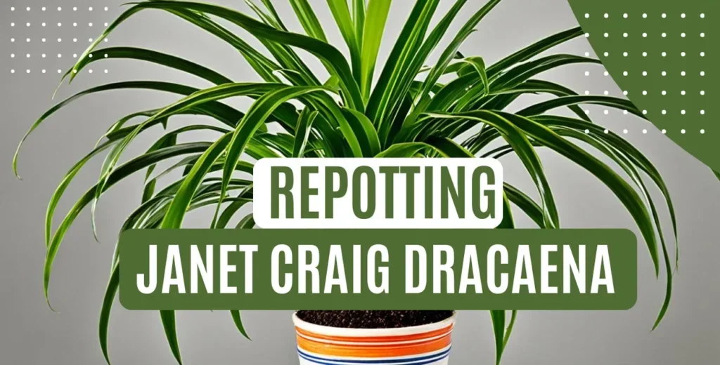 Easy Janet Craig Dracaena Repotting Guide 13