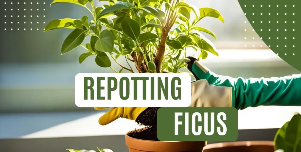 Ficus Repotting Guide – Ensure Healthy Growth 2