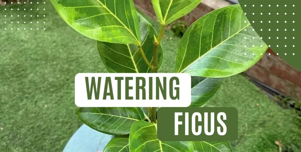 Ficus Watering Guid