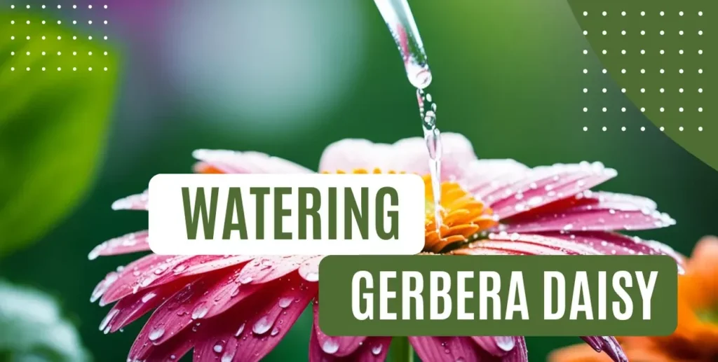 Gerbera Daisy Watering Guide: Lush Blooms Tips 2