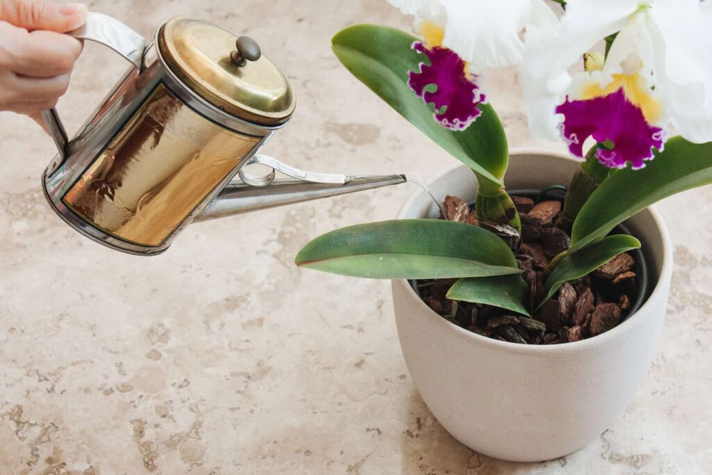 how-to-fertilize-indoor-orchids