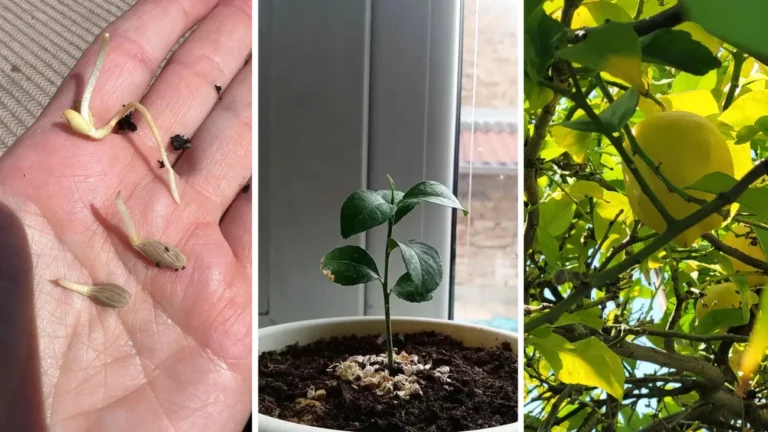 How To Grow A Lemon Tree From Seed: Regardless of Your Location 2