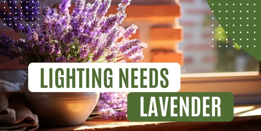 Lavender Lighting Needs – Sunlight Tips for Growth 2