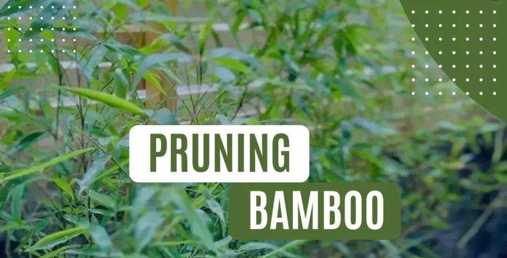 Master Bamboo Pruning and Trimming Methods 1