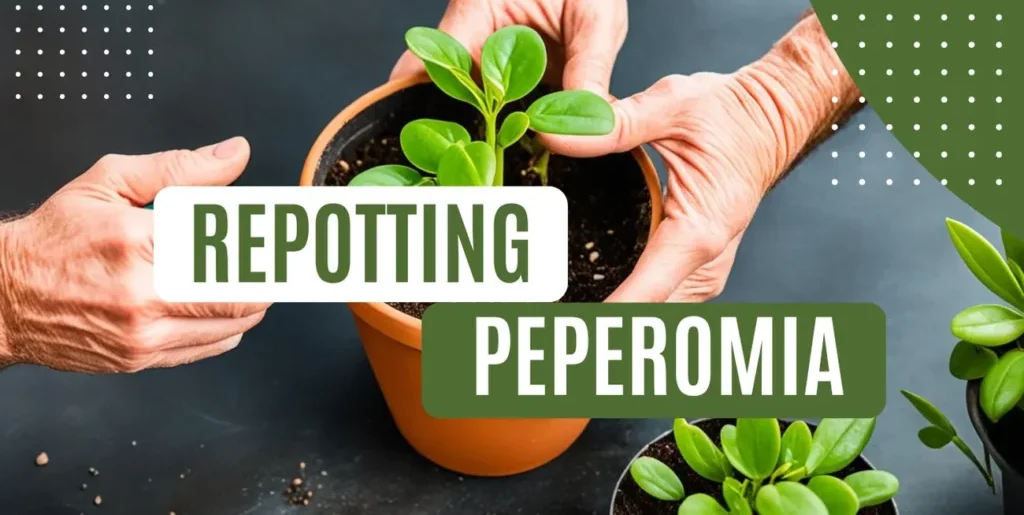 Peperomia Repotting Guide: Simple Steps 2