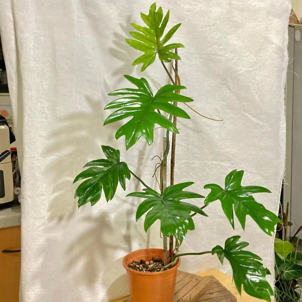 philodendron-mayoi30