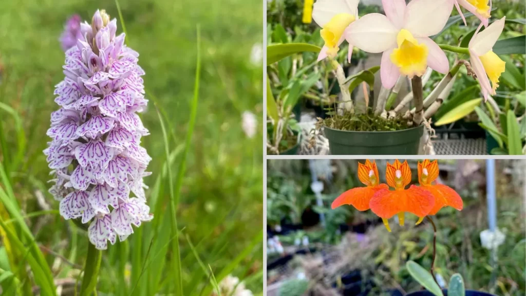 Tips on How To Get Your Orchid To Bloom Again 28