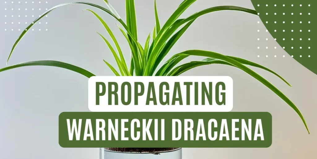 Warneckii Dracaena Propagation Methods Explained 2
