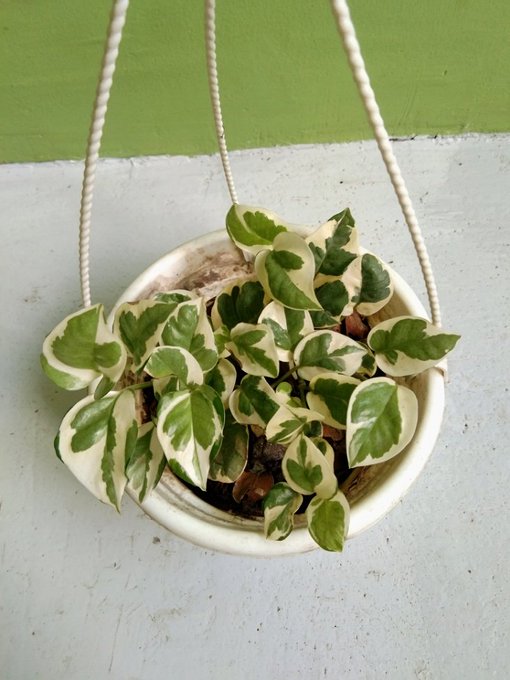 The Ultimate Pothos Care and Variety Guide: With Stunning Photos 10