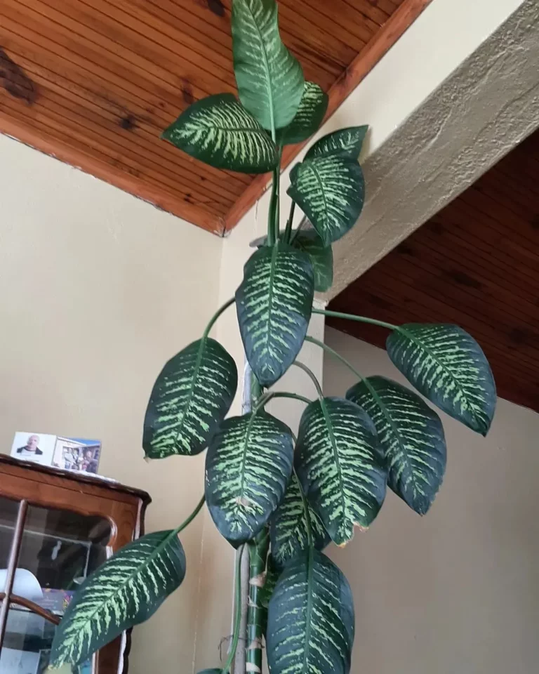 Dieffenbachia Pests and Diseases: Treatment Tips 6