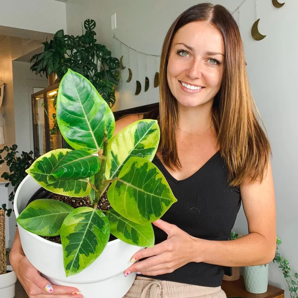 Ficus Repotting Guide – Ensure Healthy Growth 16