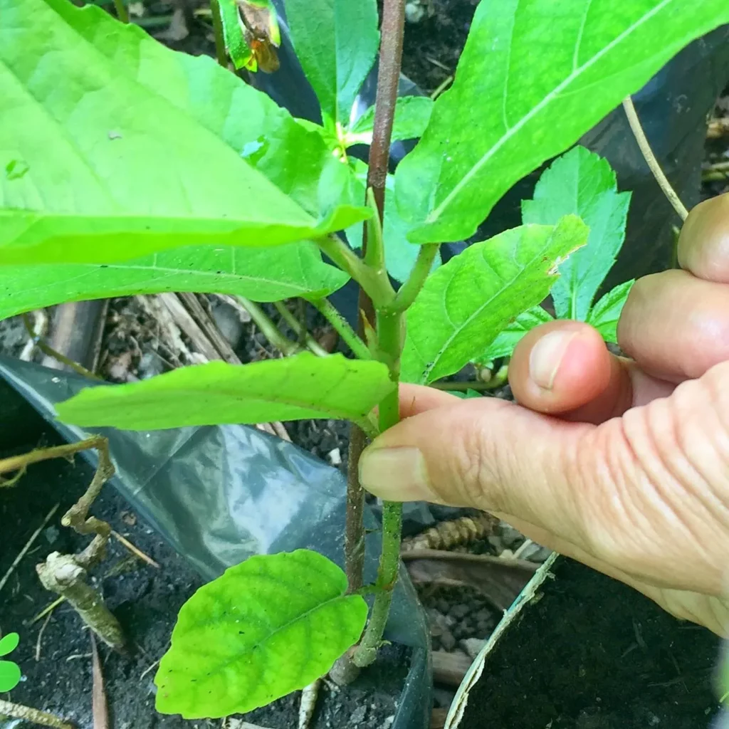 Ficus Nota Maintenance: Advanced Gardening Insights 36