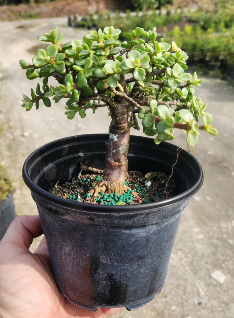 The Journey Begins: Growing Bahama Berry Bonsai from Scratch 1