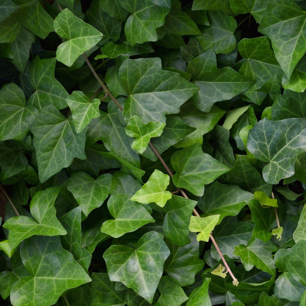 Growing English Ivy Indoors or Garden (With Photos) 6