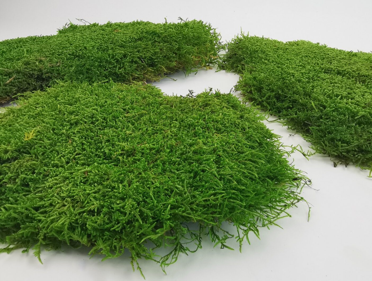 flat moss