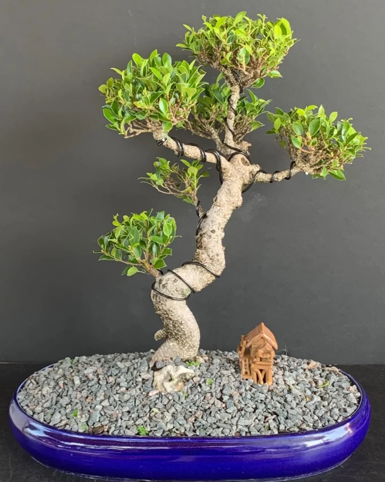 Cultivating Ficus Retusa Inside: A Detailed Guide 1