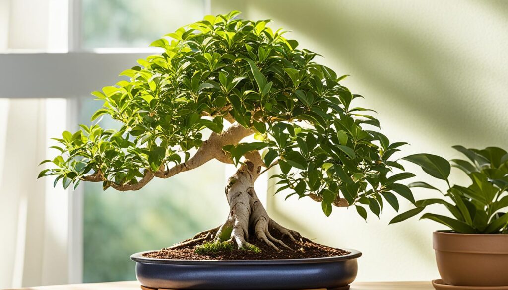 ficus retusa bonsai in bright indirect light