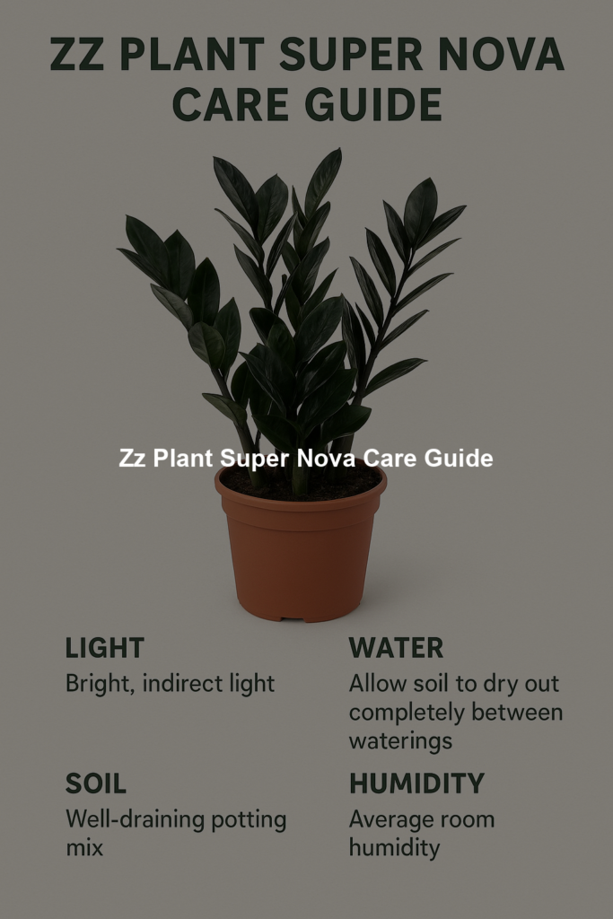 Zz Plant Super Nova Care Guide