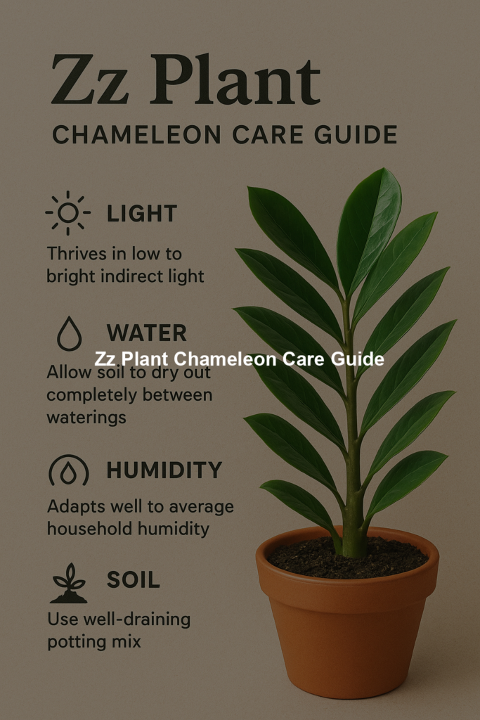 698efb1143208 | Bonsaimery.com Zz Plant Chameleon Care Guide