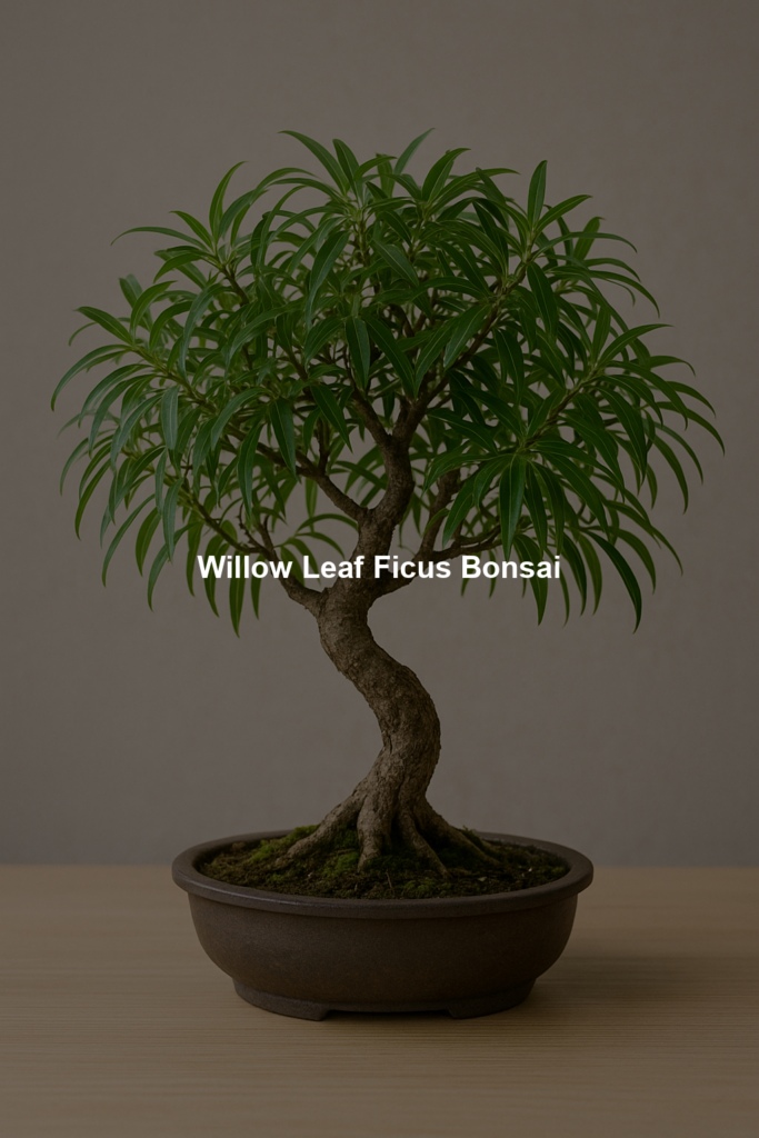 Willow Leaf Ficus Bonsai
