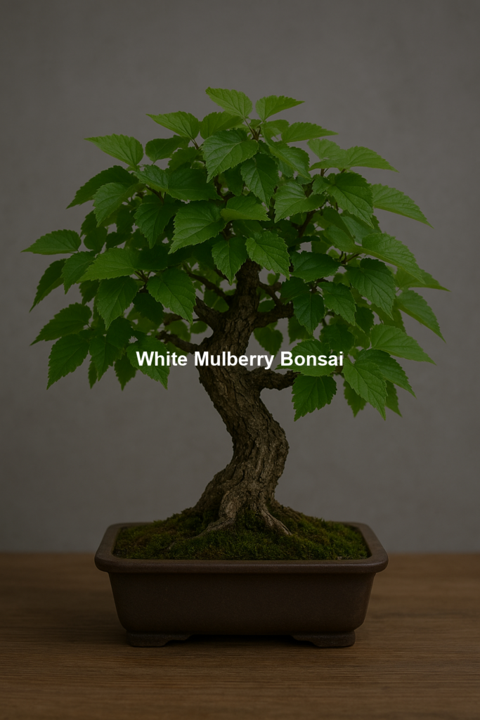 698f031ae27b6 | Bonsaimery.com White Mulberry Bonsai